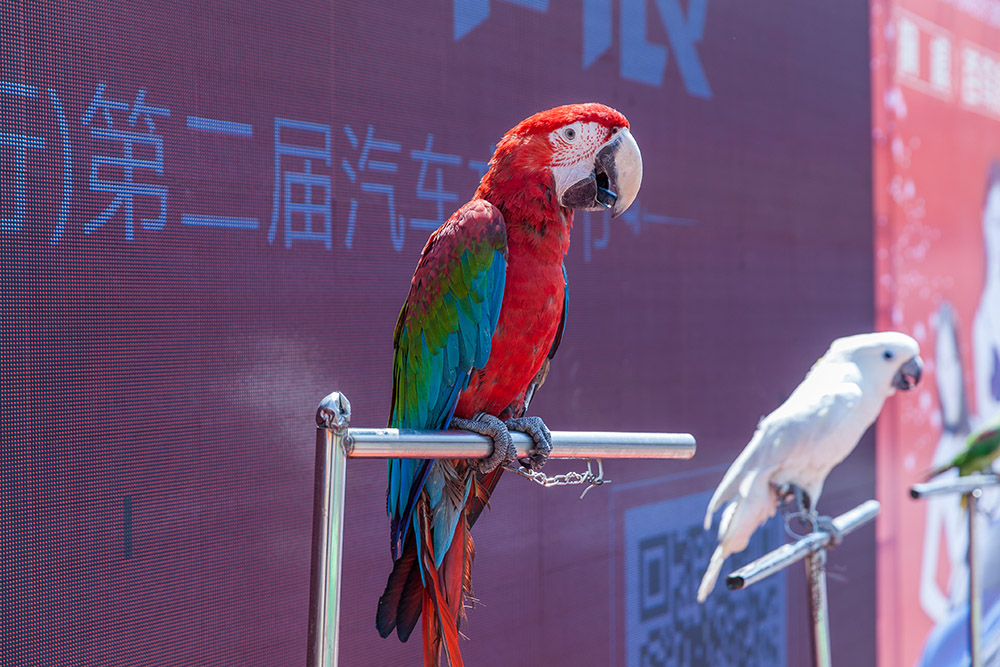 【車展第一天】遇到那個(gè)TA，放棄蘋果8......